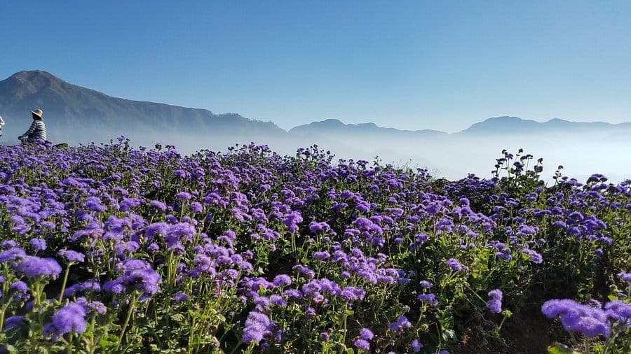 Atok Northern Blossom Flower Farm